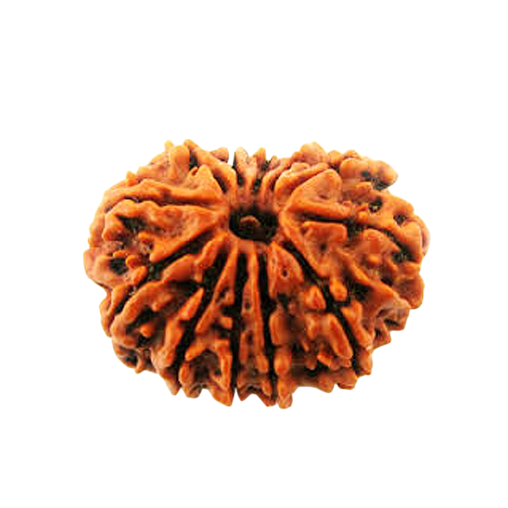 12 Mukhi Rudraksha